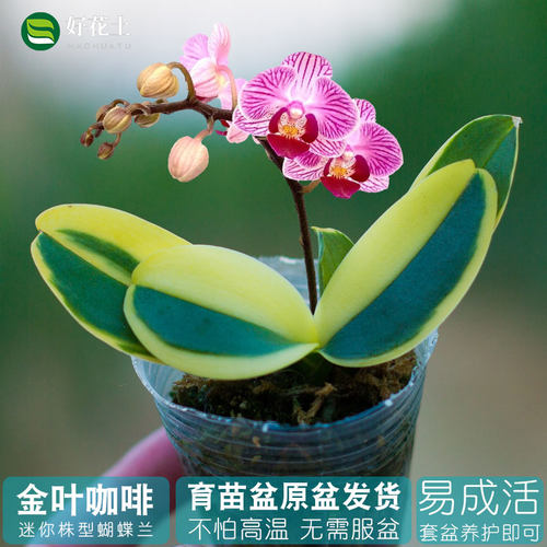 水培植物价格 水培植物图片 星期三