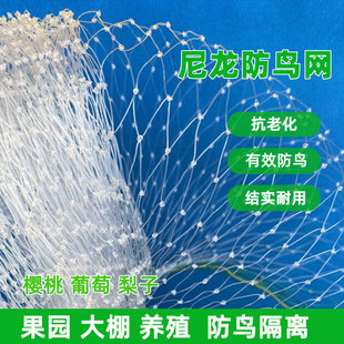 樱桃防鸟网蓝莓防鸟网果园专用 高密度尼龙防鸟网 防鸟害防护网