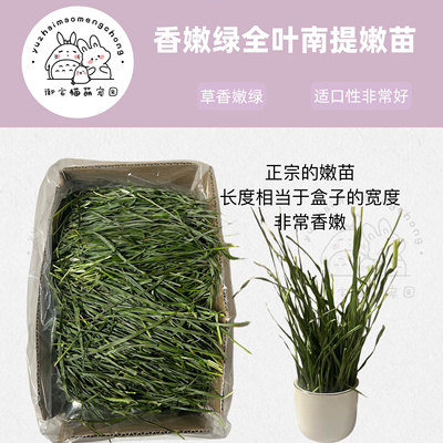 26年新南提嫩叶 提摩西草嫩苗多叶香绿挑草兔兔龙猫荷兰猪