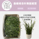25年新南提嫩叶 提摩西草嫩苗多叶香绿挑草兔兔龙猫荷兰猪