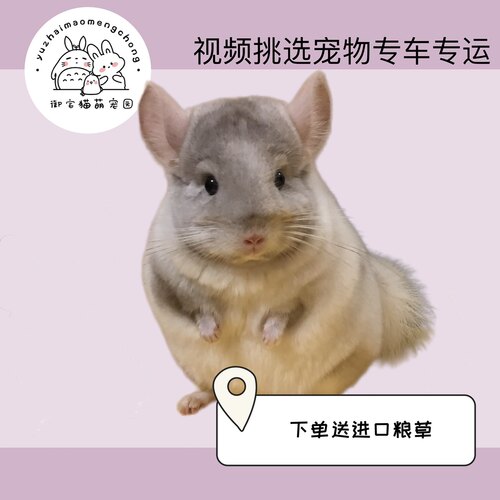 活体龙猫公仔宠物宝宝幼崽萌宠长毛标灰银板活物已打疫苗送粮草