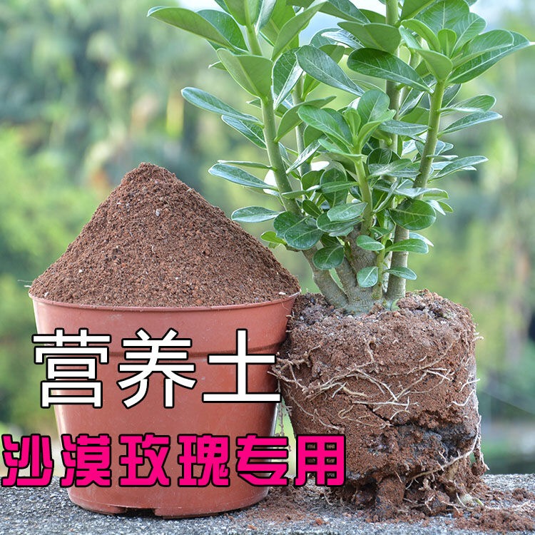 沙漠玫瑰多肉植物透气配方专用土