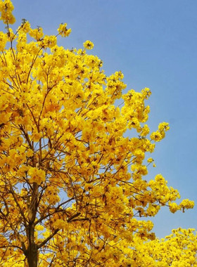 黄花风铃木 多年生庭院阳台花园观花植物 金黄色风景树好养易活