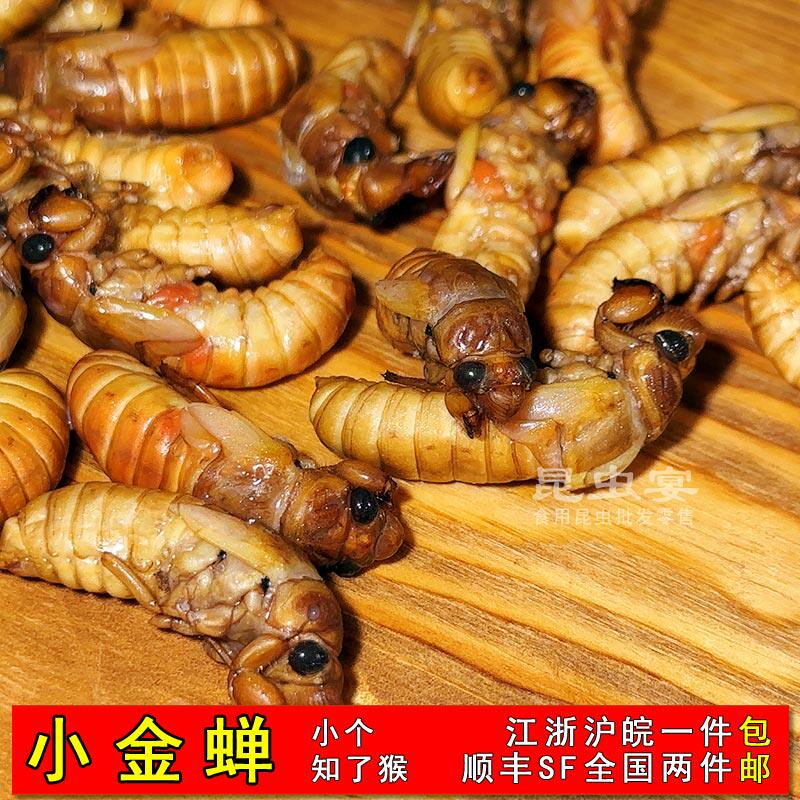 冷冻小知了猴小金蝉小结了龟