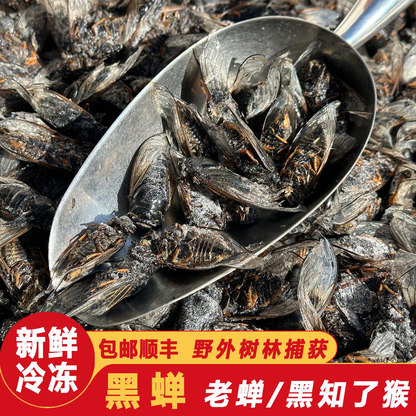 2025冷冻黑知了猴黑蝉蜕皮爬叉猴小头肉姐佬龟唐僧肉1件全国包邮