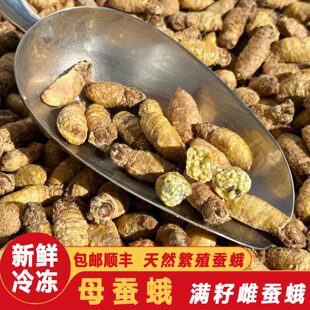 东北特产高蛋白母蚕蛾野生雌蝉蛾无添加满籽冷冻柞蚕籽蛾低脂昆虫