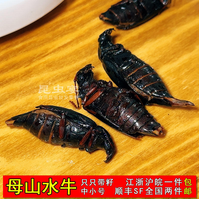 食用昆虫公母山水牛美味栓栓牛冷冻山春牛母牛满籽油炸大牙土天牛