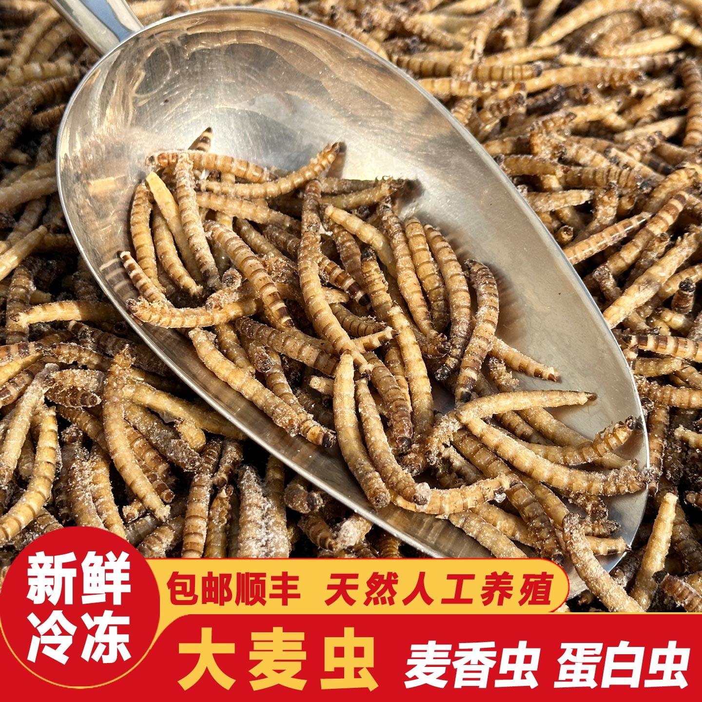大麦虫子食用昆虫新鲜冷冻超级黄粉虫速冻面包虫油炸烧烤夜市食材