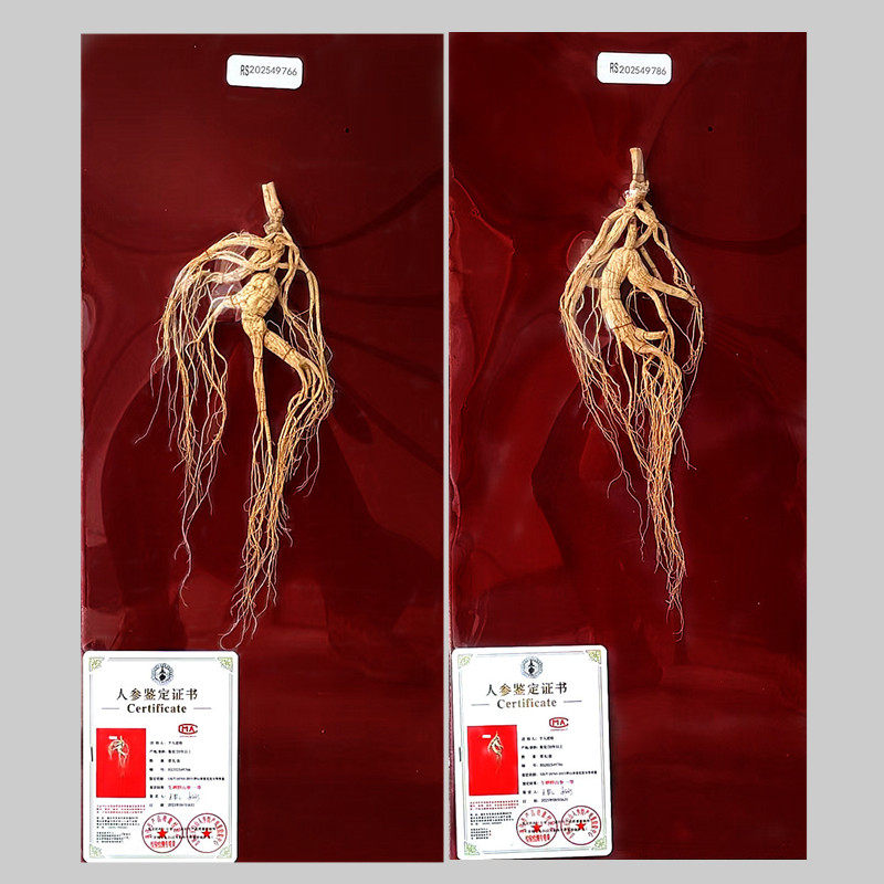 长白山一等野山参礼盒装一参一证20年野山参干参可溯源滋补品礼盒