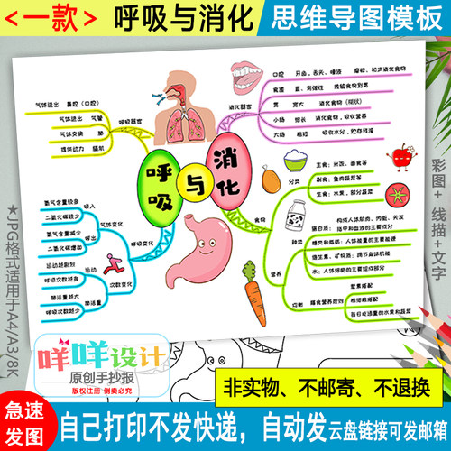 呼吸与消化思维导图黑白线描涂色空白小学三四年级科学手抄报模板
