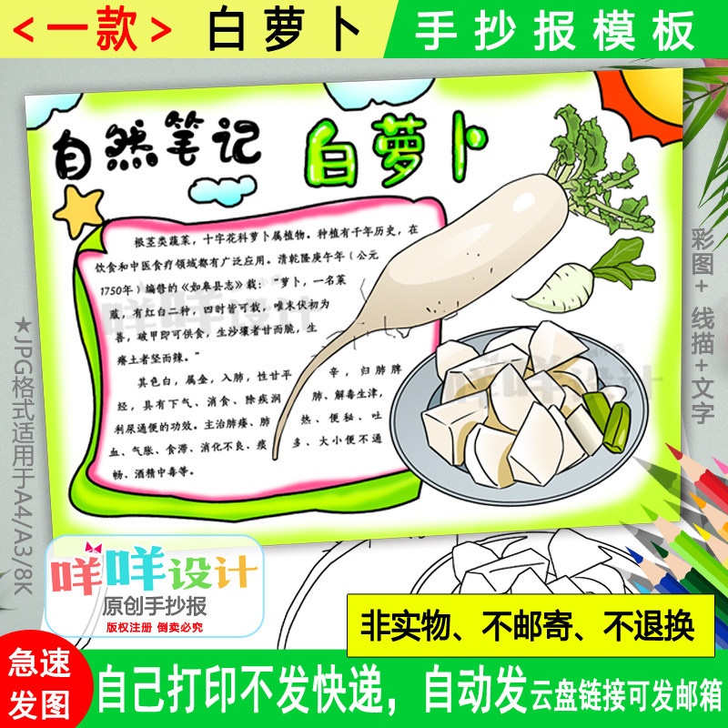 自然笔记白萝卜手抄报黑白线描涂色空白植物朋友蔬菜名片小报模板