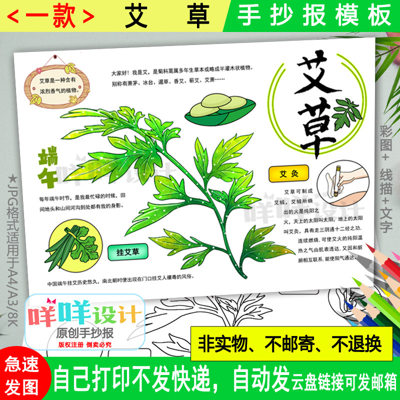 中草药艾草手抄报黑白线描涂色空白小学生端午挂艾草艾叶小报模板