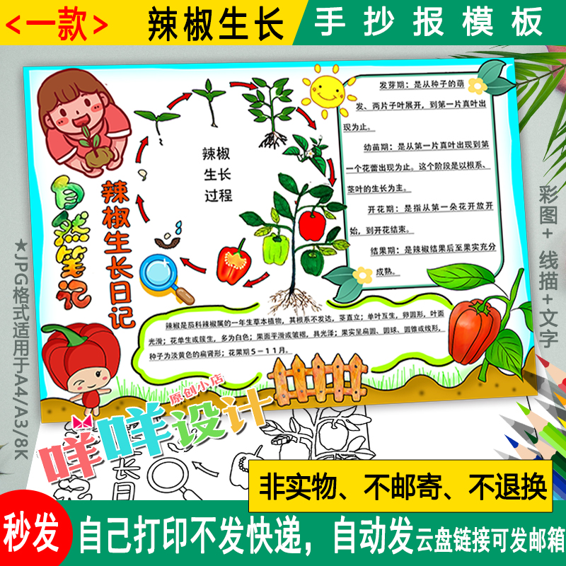辣椒生长过程自然笔记手抄报黑白线描可涂色植物观察日记小报模板