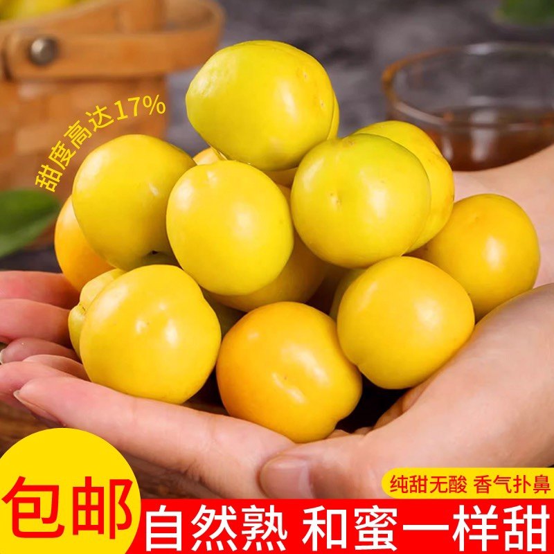 售罄无货山东小油杏不好吃包赔徂徕山珍珠油杏装现摘现发酸甜水果