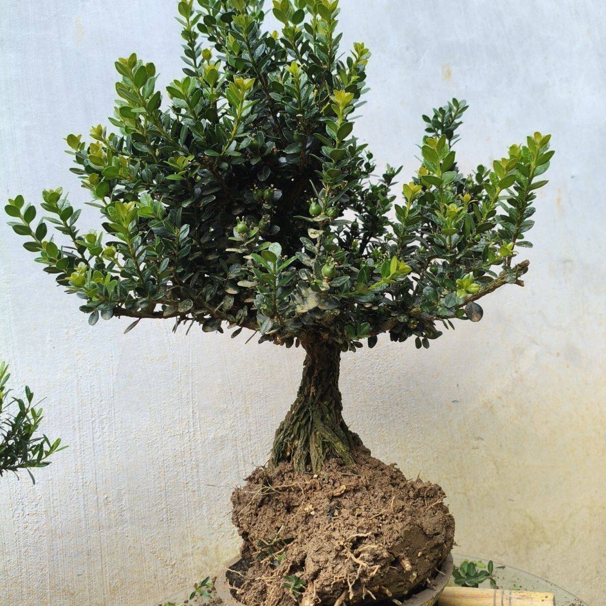 龙鳞黑珍珠黄杨盆景四季常绿客厅优雅盆栽室内桌面四季好养绿植