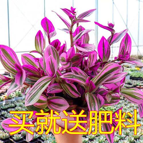 油画婚礼吊兰荷兰进口锦紫露兰桌面花卉室内阳台绿植盆栽水培植物