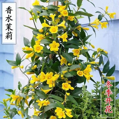 法国香水藤茉莉浓香型盆栽四季长青黄色花卉庭院爬藤攀援耐寒植物