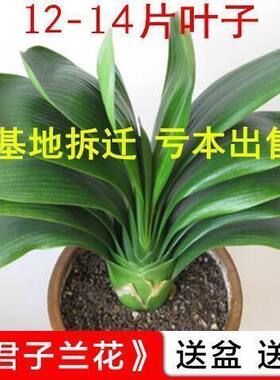 【精品】圆头君子兰花卉君子兰花苗盆栽四季常青植物蝴蝶兰