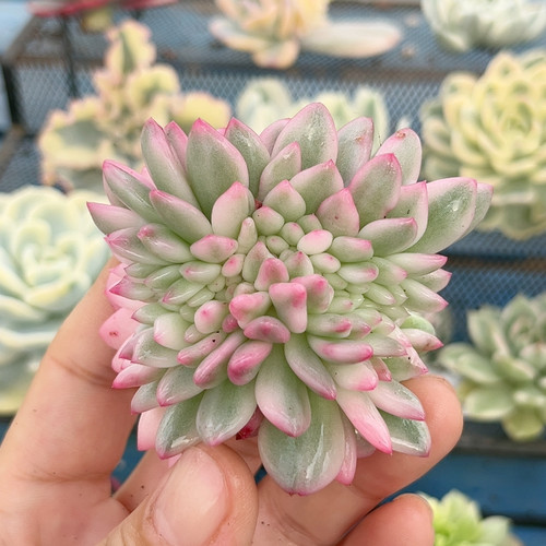 爱丽儿大腹轮缀化无根