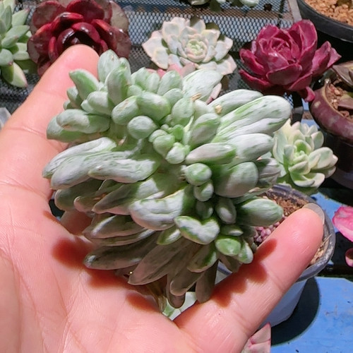 千代田白拉丝锦缀化无根炸