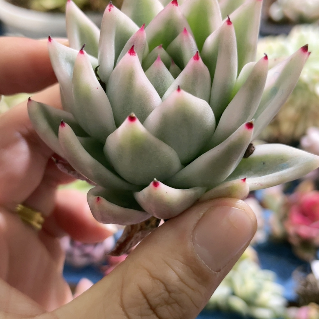 364雪白玛利亚锦炸,鲜花速递/花卉仿真/绿植园艺,多肉植物,淘宝优惠券,粉丝福利购,淘宝优惠卷