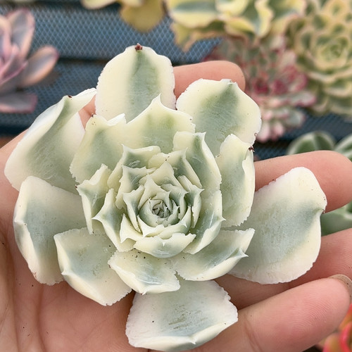 蓝丝绒超白腹轮锦无根