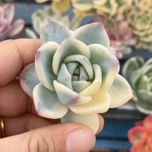 720伊丽莎白腹轮锦无根