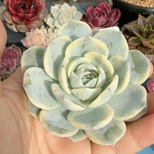 大单头劳林锦无根炸