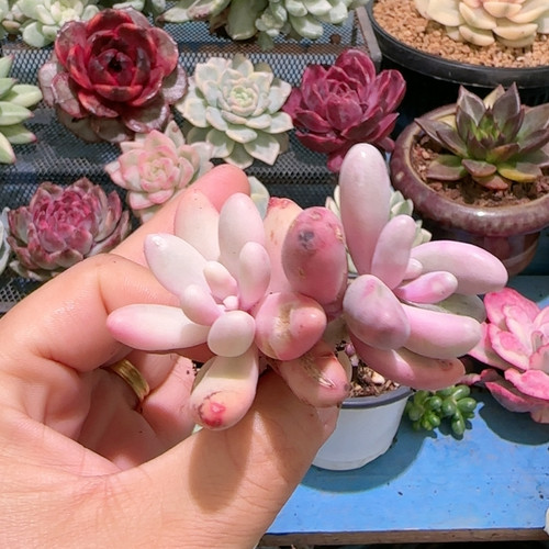 好手指复轮锦双头