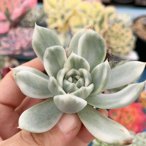 黑玫瑰白腹轮锦