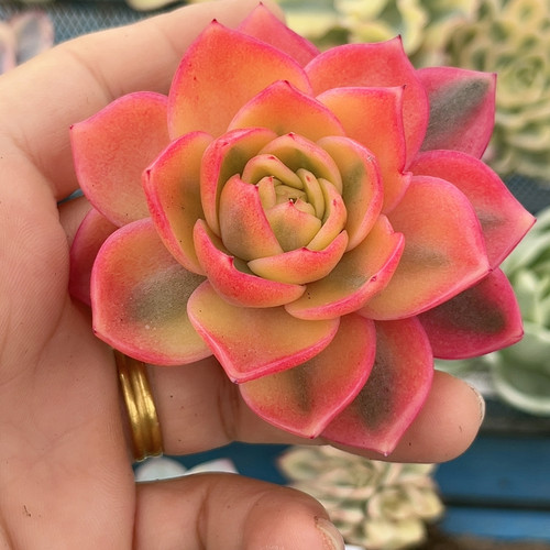 宽锦紫水晶腹轮锦无根
