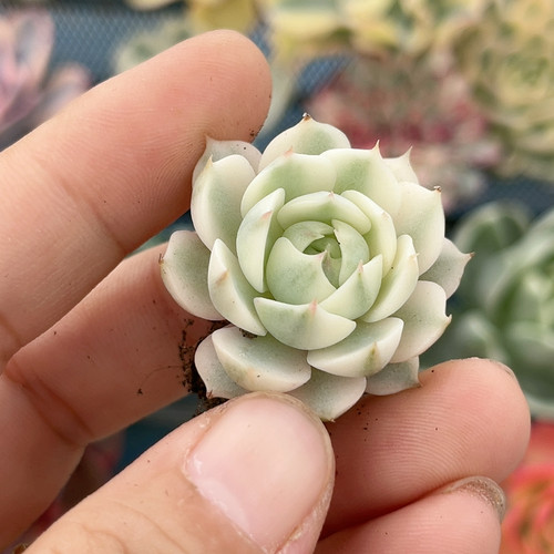 笨巴白腹轮锦