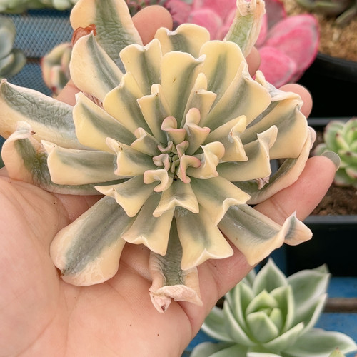 大单头特玉莲腹轮锦有根