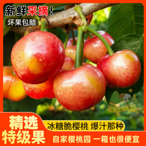 陕西樱桃正宗布鲁克斯精选特大果