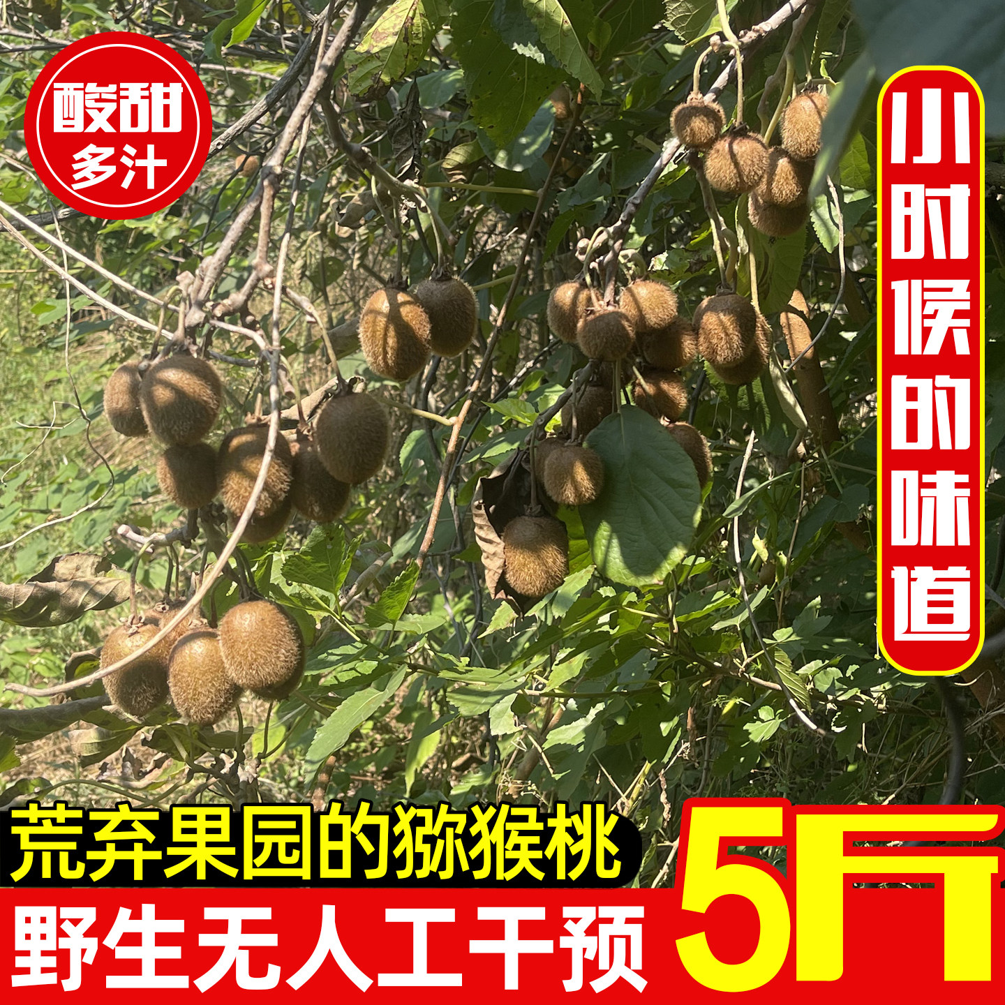 陕西猕猴桃当季新鲜水果荒弃果园无人工干预野生自然生长整箱5斤