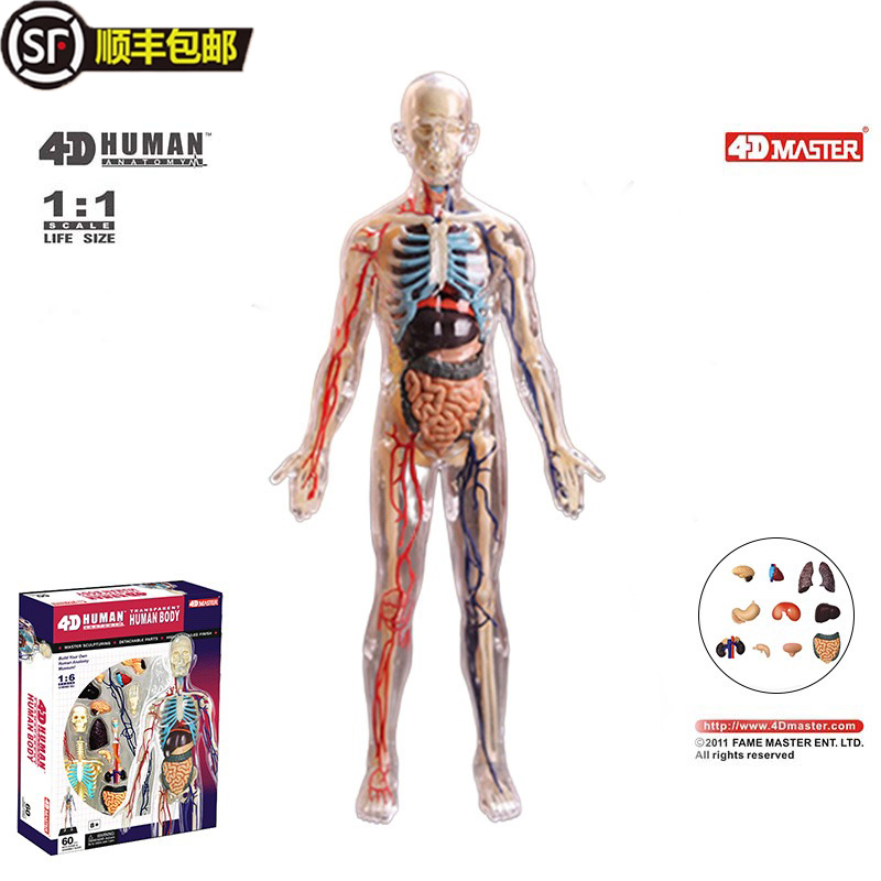 4dmaster全透明可拆卸人体模型