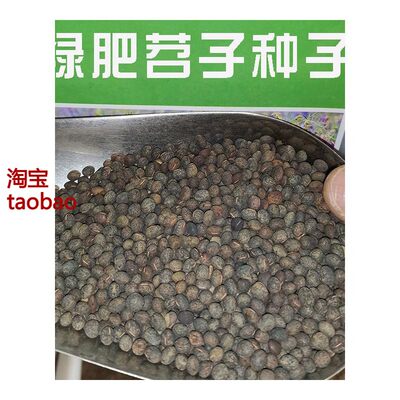 毛苕种子长柔毛野豌豆种籽箭舌豌豆种毛叶光叶紫花苕子毛苕子绿肥