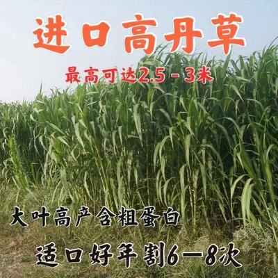 进口高丹王牧草种子养殖再生高产牛羊马鸡鸭鹅鱼草种籽高丹草种子