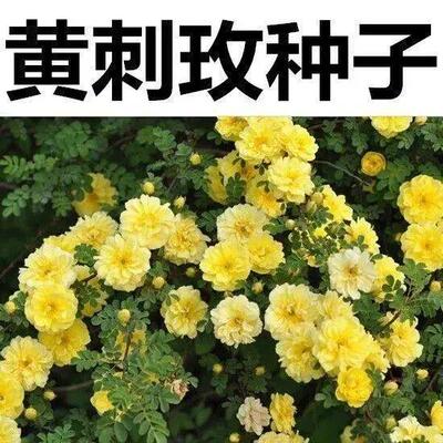 黄刺玫种子  刺玫花  黄刺梅种子 重瓣黄刺玫 爬墙梅种子