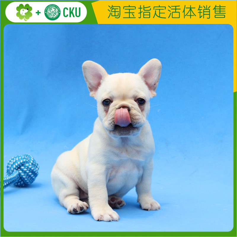 法斗幼犬纯种斗牛犬幼体蓝色法斗奶油法斗斗牛犬中小型宠物狗