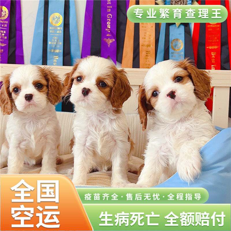 查理王小猎犬 宠物狗 查理王 骑士查理王小猎犬 小型犬