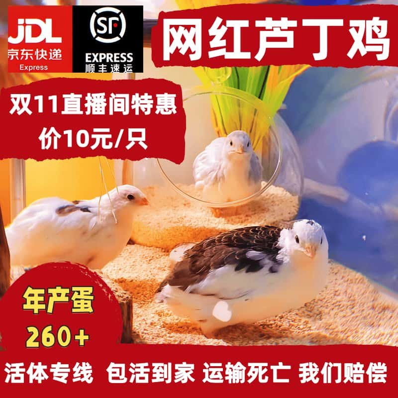 【主播推荐】网红芦丁鸡纯白礼服40-60天全色系网红宠物鸡,宠物/宠物食品及用品,宠物鸡,淘宝优惠券,粉丝福利购,淘宝优惠卷