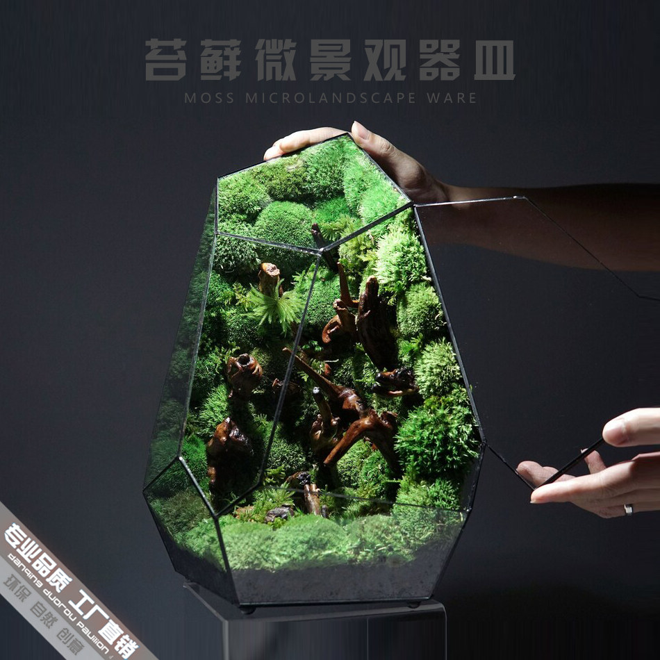 创意桌面雨林苔藓微景观器皿