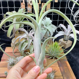 危地马拉花中花15号非偏远地区