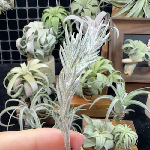 阿根廷皮卡114号