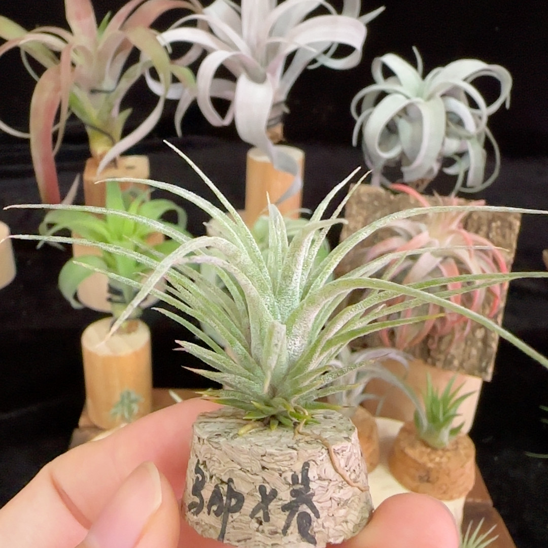 新品种，手播苗，鸟岩AP杂电卷19号