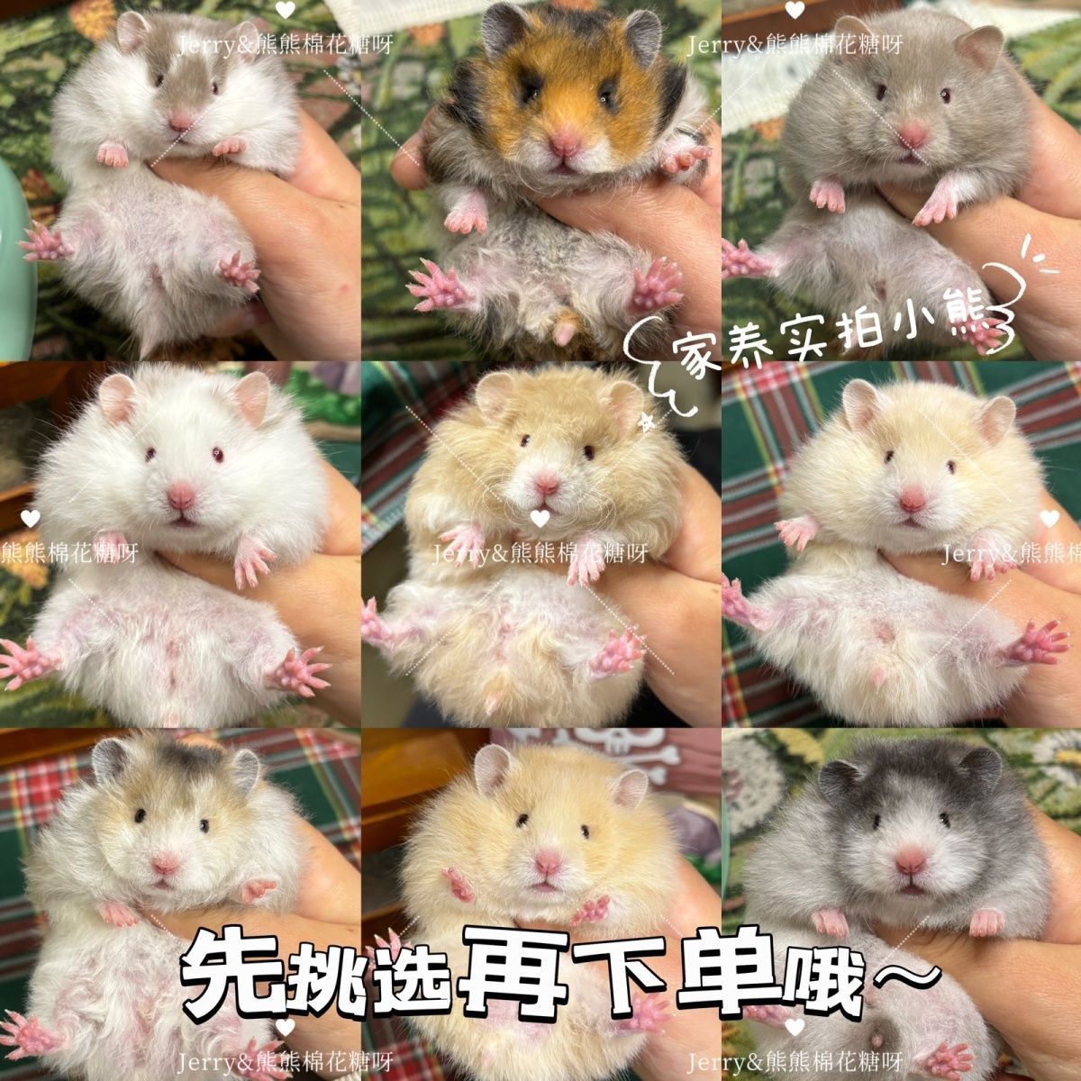 【实拍小熊】大体格家养波利黑波利仓鼠金丝熊活宠长直毛卷毛宠物