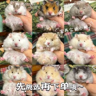 【实拍小熊】大体格家养波利黑波利仓鼠金丝熊活宠长直毛卷毛宠物