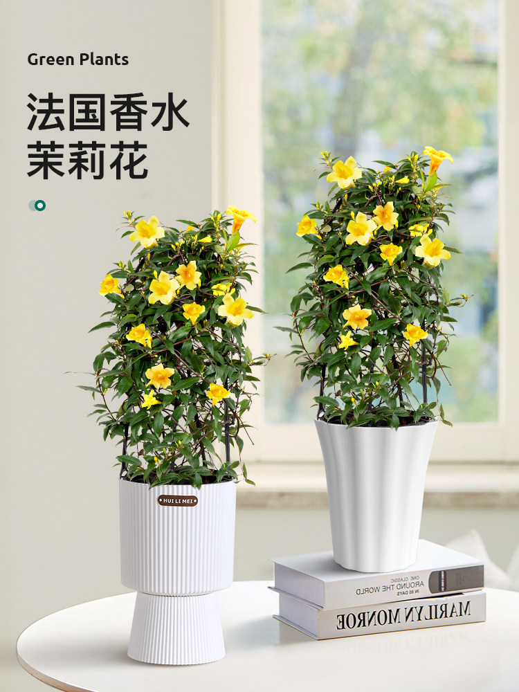 法国香水藤盆栽浓香花卉带花苞庭院阳台茉莉花爬藤蔓植物攀爬耐寒
