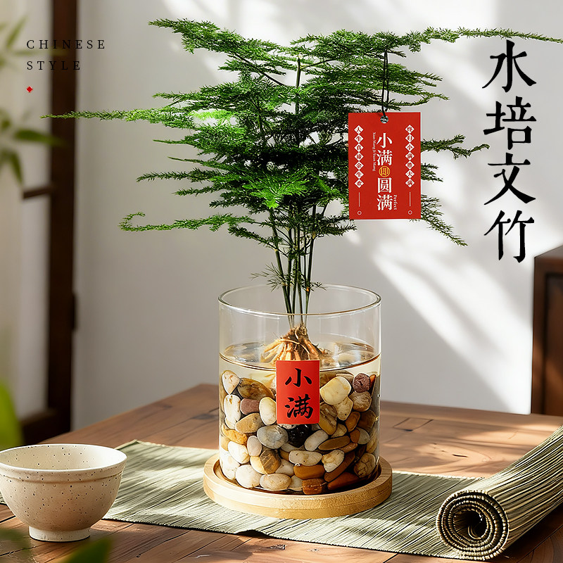 文竹水培植物绿植办公室内水养花卉客厅桌面盆栽懒人好养净化空气
